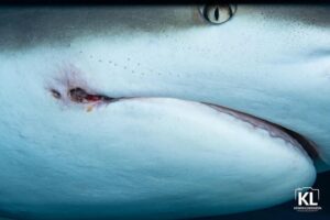 Cristina Zenato Instagram - Have you tried to google if fish, and specifically sharks feel pain?
On the internet there is a huge amount of disparete information.
It is very confusing and  people claim that not having the same receptors we have makes these animals not feel pain.
But pain (for the lack of better word) is a necessity of survival, it is a warning, it is a learning step for many creatures. 
Pain might not feel the same to sharks or fish, but it is present. 
I have seen it first hand, many times over. I have watched these sharks struggling to keep a fish in their mouth, dive into the sand to remove the hook, suffering of long term infections caused by the lingering lines, twiching their fins trying to dislodge the embedded hooks and the pulling caused by some of them. 
Direct observation of a repeated behavior, provides in this case, as many others, a more reliable information, and although sharks might not feel the way we do, they still feel their definition of pain. It is time we understand that not everyone has to be measured according to our standards and levels, as not everyone is a mammal, walking on two legs. 
Image of Nacho with a residual infection left behind by a hook I was able to remove by @kewinlorenzen 
@isotta_underwater_housings