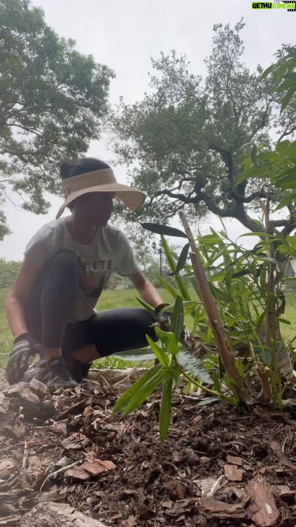 Danay García Instagram - Spring is here! 🌷🌸🍀🍃🧡 A garden is a grand teacher. It teaches patience and careful watchfulness; it teaches industry and thrift; above all it teaches entire trust. 👑🍃🧡 By the way, for those of you @danaygarciapodcast friends, we have so much is cooking for you! Can’t wait to share! And as always “treat your life like a garden! 🍀🍃🌷 sending love from my garden to yours! #magic #garden #podcast #love #light #treatyourlifelikeagarden #danaygarcia #herewego #gratitude #light #gracias #comunidad #community #celiacruz Never forget the magic 👑 #queen