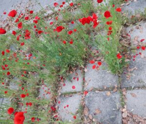 Daniela Bobadilla Instagram - Happy Earth Day 🌎 ⁣
⁣
These gorgeous wild poppies have been taking my breath away on my daily walks ❤️ it blows me away that such beauty can come out of nowhere (aka concrete sidewalks! Swipe left) Our very own superbloom in the Valley!⁣
⁣
I hope to keep appreciating my neighborhood after the lock down... so crazy how we can take our surroundings for granted without even realizing it. So much beauty right outside our front door. What are your favorite things that you’ve seen on walks?