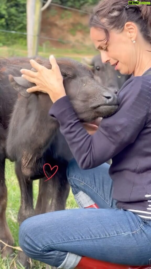 Daniela Escobar Instagram - Essas búfalas, esses seres especiais estão tendo a chance de uma vida sem violência, fome ou sede. Graças ao amor, consciência e o serviço incansável de outros seres igualmente especiais como os do @ahimsa.santuariovaledarainha que enfrentaram muitas tempestades para salva-las e continuar cuidando delas enquanto viverem. Por isso peço a vocês que me leem, que se puderem contribuir com qualquer quantia para o @ahimsa.santuariovaledarainha ou @ranchodosgnomos você vai estar ajudando a salvar essas vidas e te serei eternamente grata. 🙏🏻🌻❤️ Se quiser ser um apoiador mensal: SVR.org.br/apoiomensal Pix- CNPJ 41148294000180