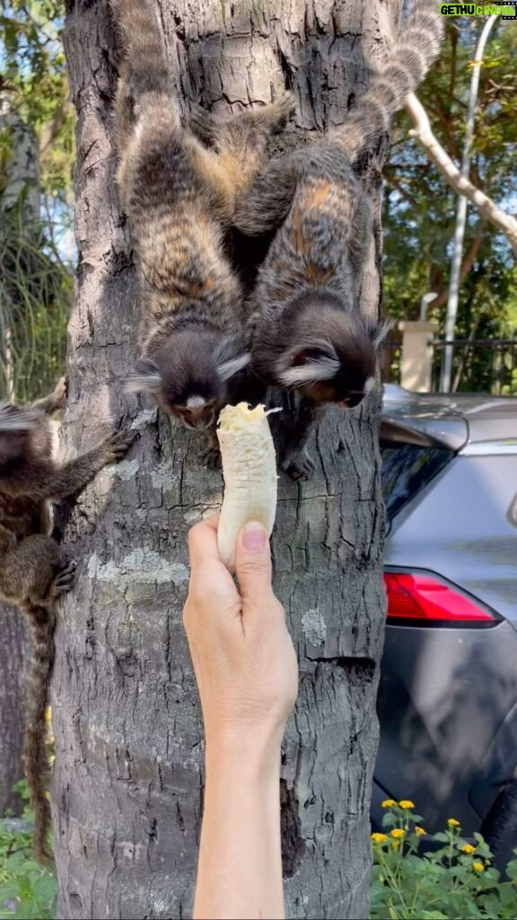 Daniela Escobar Instagram - Uma única banana alimentou uma família de 6 micos. Que foram embora felizes ( e a banana ainda estava pela metade) com as barriguinhas estufadas….