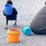 Daniela Escobar Instagram – Olha esse corvo brincando com os potinhos, a rapidez com que eles coloca os tamanhos na ordem correta!!! 😍 Nunca imaginei que esse pássaro fosse tão inteligente…. 🌻