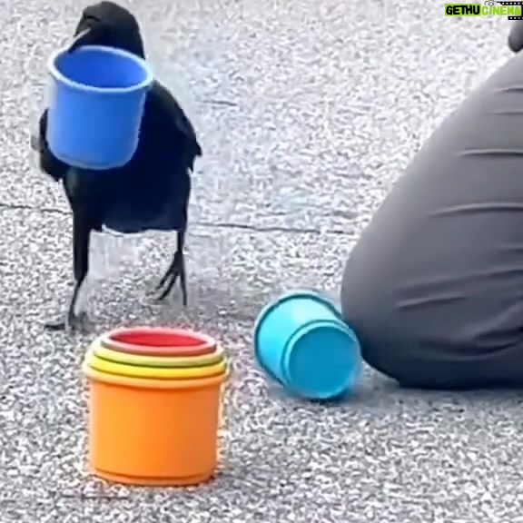 Daniela Escobar Instagram - Olha esse corvo brincando com os potinhos, a rapidez com que eles coloca os tamanhos na ordem correta!!! 😍 Nunca imaginei que esse pássaro fosse tão inteligente…. 🌻