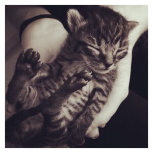 Danielle Macdonald Instagram - Back when my baby was still a baby 🐈‍⬛
@nicolezyana #rescuekitty