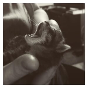 Danielle Macdonald Instagram - Back when my baby was still a baby 🐈‍⬛
@nicolezyana #rescuekitty