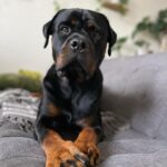 Danielle Mathers Instagram - #wcw appreciation post for my baby because she’s the best girl 🐾🥺🫶🏽❤️‍🔥 • • • • #mybaby #murphymathers #almost3 #wheredidthetimego #puppyhead #migorda #germangirl #germanrottweiler #rottweiler #baby