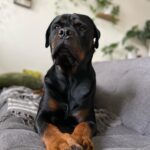 Danielle Mathers Instagram - #wcw appreciation post for my baby because she’s the best girl 🐾🥺🫶🏽❤️‍🔥 • • • • #mybaby #murphymathers #almost3 #wheredidthetimego #puppyhead #migorda #germangirl #germanrottweiler #rottweiler #baby
