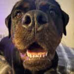 Danielle Mathers Instagram - #wcw appreciation post for my baby because she’s the best girl 🐾🥺🫶🏽❤️‍🔥 • • • • #mybaby #murphymathers #almost3 #wheredidthetimego #puppyhead #migorda #germangirl #germanrottweiler #rottweiler #baby
