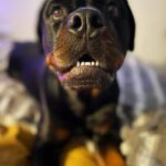 Danielle Mathers Instagram - #wcw appreciation post for my baby because she’s the best girl 🐾🥺🫶🏽❤️‍🔥 • • • • #mybaby #murphymathers #almost3 #wheredidthetimego #puppyhead #migorda #germangirl #germanrottweiler #rottweiler #baby