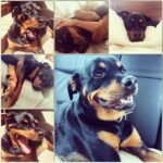 Danielle Mathers Instagram - Yesterday, I said the most impossible goodbye to my best friend of 14 years. I have lost a parent, many family members and friends, but somehow there is nothing like the depth of pain I feel when losing my furry best friend. This one is different…more painful, left more of a hole than any other has. Sharing her last breath with her will resonate with me forever. It’s so finite, yet is so necessary as we are our pets whole world. Knowing how happy and comfortable she was in her final moments made it worth all the pain we took on yesterday. ✨ The pinnacle of my happiest years were spent with her. She knows ALL my secrets (there are a lot), she came to every job, casting, fitting with me…she even visited the Playboy Mansion and was my copilot everyday when I’d go to work on the radio show. And when we started the cannabis business… guess who was at @greenstreet @hightimes__ EVERY DAY?! This girl was the homie and has been everything to me since I was 21. ✨ My OG baby, my Muffin, the moo, bubbies, Mookintookin, Brooklyn… THANK YOU for being the best girl and the best partner in crime a person could ask for. It was an absolute honor knowing and loving you for so long… Mommy loves you forever and always… until we meet again.. I hope someone up there is letting you attack a hose & bark at their vacuum! 💕✨
