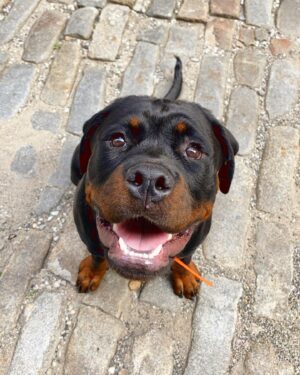 Danielle Mathers Instagram - (Baby) Murph Monday appreciation post 
•
•
•
•
#howluckyami #mybaby #murphymathers #rottweiler #teamo #germanrottweiler #babymurph