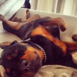 Danielle Mathers Instagram - Yesterday, I said the most impossible goodbye to my best friend of 14 years. I have lost a parent, many family members and friends, but somehow there is nothing like the depth of pain I feel when losing my furry best friend. This one is different…more painful, left more of a hole than any other has. Sharing her last breath with her will resonate with me forever. It’s so finite, yet is so necessary as we are our pets whole world. Knowing how happy and comfortable she was in her final moments made it worth all the pain we took on yesterday. ✨ The pinnacle of my happiest years were spent with her. She knows ALL my secrets (there are a lot), she came to every job, casting, fitting with me…she even visited the Playboy Mansion and was my copilot everyday when I’d go to work on the radio show. And when we started the cannabis business… guess who was at @greenstreet @hightimes__ EVERY DAY?! This girl was the homie and has been everything to me since I was 21. ✨ My OG baby, my Muffin, the moo, bubbies, Mookintookin, Brooklyn… THANK YOU for being the best girl and the best partner in crime a person could ask for. It was an absolute honor knowing and loving you for so long… Mommy loves you forever and always… until we meet again.. I hope someone up there is letting you attack a hose & bark at their vacuum! 💕✨