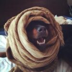 Danielle Mathers Instagram - Yesterday, I said the most impossible goodbye to my best friend of 14 years. I have lost a parent, many family members and friends, but somehow there is nothing like the depth of pain I feel when losing my furry best friend. This one is different…more painful, left more of a hole than any other has. Sharing her last breath with her will resonate with me forever. It’s so finite, yet is so necessary as we are our pets whole world. Knowing how happy and comfortable she was in her final moments made it worth all the pain we took on yesterday. ✨ The pinnacle of my happiest years were spent with her. She knows ALL my secrets (there are a lot), she came to every job, casting, fitting with me…she even visited the Playboy Mansion and was my copilot everyday when I’d go to work on the radio show. And when we started the cannabis business… guess who was at @greenstreet @hightimes__ EVERY DAY?! This girl was the homie and has been everything to me since I was 21. ✨ My OG baby, my Muffin, the moo, bubbies, Mookintookin, Brooklyn… THANK YOU for being the best girl and the best partner in crime a person could ask for. It was an absolute honor knowing and loving you for so long… Mommy loves you forever and always… until we meet again.. I hope someone up there is letting you attack a hose & bark at their vacuum! 💕✨