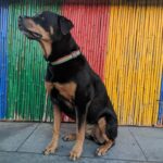Danielle Mathers Instagram - Yesterday, I said the most impossible goodbye to my best friend of 14 years. I have lost a parent, many family members and friends, but somehow there is nothing like the depth of pain I feel when losing my furry best friend. This one is different…more painful, left more of a hole than any other has. Sharing her last breath with her will resonate with me forever. It’s so finite, yet is so necessary as we are our pets whole world. Knowing how happy and comfortable she was in her final moments made it worth all the pain we took on yesterday. ✨ The pinnacle of my happiest years were spent with her. She knows ALL my secrets (there are a lot), she came to every job, casting, fitting with me…she even visited the Playboy Mansion and was my copilot everyday when I’d go to work on the radio show. And when we started the cannabis business… guess who was at @greenstreet @hightimes__ EVERY DAY?! This girl was the homie and has been everything to me since I was 21. ✨ My OG baby, my Muffin, the moo, bubbies, Mookintookin, Brooklyn… THANK YOU for being the best girl and the best partner in crime a person could ask for. It was an absolute honor knowing and loving you for so long… Mommy loves you forever and always… until we meet again.. I hope someone up there is letting you attack a hose & bark at their vacuum! 💕✨