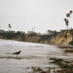 Danielle Mathers Instagram - Oh Summer ☀️ You did me dirty… I’m welcoming Fall with open arms 🍂 • • • #filmdump #summer2023 #adios #sandiego #pacificbeach
