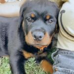 Danielle Mathers Instagram - Even when my baby was this smol, she took up my entire heart!! 🫀❤️‍🔥🐾