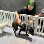 Danny Beeech Instagram - 上周末兩天去了一個米克斯狗狗認養活動，是金汪汪狗園跟我工作夥伴一起舉辦的~畢竟我現在的胖皮也是領養來的米克斯，所以義不容辭去!請不要誇獎我有愛心，因為有愛心的人好像都活得有點慘，壞人都命格比較好哈哈哈哈哈哈 那天活動現場，藝術家天才水兒還在現場幫客人畫寵物，所得全數捐給狗園，她畫的胖皮真的是太太太太太太美，光仲還連夜拿去護貝哈哈哈哈哈哈哈哈哈哈阿! 我這人摳阿巴摳門大師，所以我個人在捐款時都會先觀察那個機構到底有沒有在做事，因為我賺錢很辛苦，我要確保錢不是被吞掉，而是真的有做事!金汪汪狗園真的很認真照顧狗狗，他們的狗都照顧得很有愛!所以我有加入長期捐助行列~(線上扣款很方便) 那兩天有送養出好幾米克斯幼犬，真的很感恩願意收養米克斯的人!!!!!!因為米克斯是領養市場上最不受歡迎的種類，然而米克斯成犬更是難送養(幼犬比較好送養，因為大家會覺得從小培養感情) 身為人生領養過三隻成犬的我，我來宣傳一下成犬好處 成犬就已經是大人了，所以基本上聽得懂人話機率很高，好好教育的話基本上都很好教，我領養過的三隻狗都沒幾天就學會定點尿尿，從此都沒有在家亂尿過半次有夠輕鬆哈哈哈哈哈哈哈，而且我領養的成犬來的時候都已經長大了不需要長牙齒，所以沒有亂咬東西(但如果你的狗是精力旺盛的犬種因為運動不夠拆家是另一回事.......) 我周遭幾個人買來的幼犬，因為主人沒有很擅長教學，在這關鍵時刻沒辦法掌控好，他們的狗長大都成為了問題犬，還要送補習班超貴哈哈哈哈哈哈哈，不是說幼犬不好，再次強調，幼犬沒有不好 是幼犬需要比較厲害懂教學的主人~~~韓國訓狗大師姜訓多次在節目中問過問題犬主人，狗多大時帶回家?聽到那種超小時帶回家，姜訓都會悠悠的宣導:不要太早把幼犬帶回家!(因為需要很厲害的主人才能教好)有人也愛姜訓嗎!!!!!!!!我超愛他，好man好帥我大排卵!!!!! 現場的米克斯成犬都天使，超級穩定，任人宰割，我真的好想都帶回家，但可能要同時去買一台賓士，這樣光仲才不會把我殺了哈哈哈哈哈哈哈哈哈哈 領養不棄養喔~~~ #米克斯 #領養不棄養 #米克斯犬 #米克斯萬歲