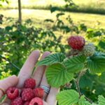 Darby Stanchfield Instagram - Summer ☀️ wildflowers 💐gardening 🥦berry picking 🍓baby goats ☺️ sunsets ✨✨✨