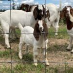 Darby Stanchfield Instagram - Summer ☀️ wildflowers 💐gardening 🥦berry picking 🍓baby goats ☺️ sunsets ✨✨✨
