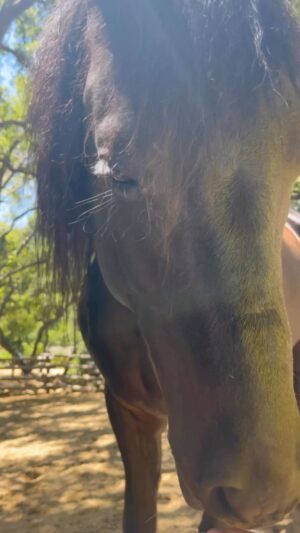 Daryl Hannah Instagram - never really seen film truly capture the way horses communicate, play & relate for reals… 
what a beauteous, wondrous, magical thing 💕 
☮️