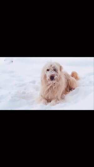 Daryl Hannah Instagram - sun & snow & 🐾 = 💗