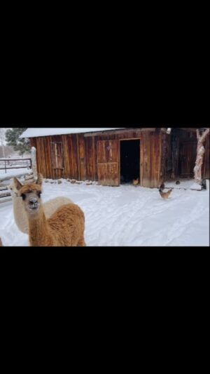 Daryl Hannah Instagram - ❄️ 🤍 🦙 🐓 🤍❄️