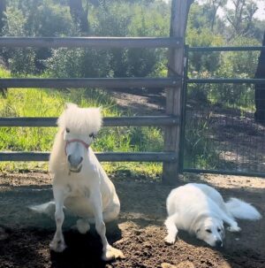 Daryl Hannah Instagram - So Romeo has been preparing & soon he will be able to start visiting kids & folks in hospitals, senior care homes & of course more @thepaintedturtlecamp 💗 🦄 🐾