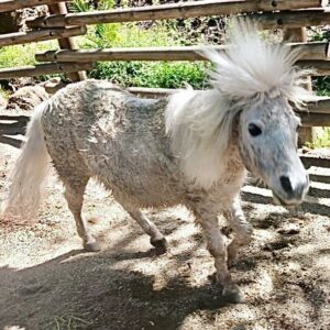 Daryl Hannah Instagram - so….
romeo had an after bath roll 
& 
now he looks like a punk rock burro 
💕