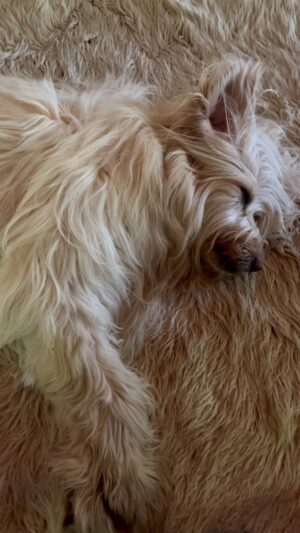 Daryl Hannah Instagram - dog
or
rug
or
dog
💕🐾