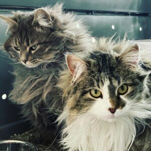 Daryl Hannah Instagram - welcoming these two beauties 
into our critter family 
formerly from the FCC (Feral Cat Colony) 
under the train yard 
💕🐾