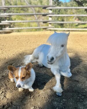 Daryl Hannah Instagram - Romeo making tiny friends 
🦄💕