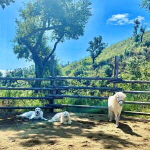 Daryl Hannah Instagram - 🫛 
pod