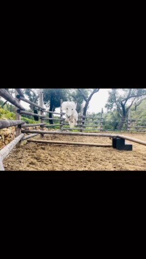 Daryl Hannah Instagram - but this guy can fly!!!
💕 🦄