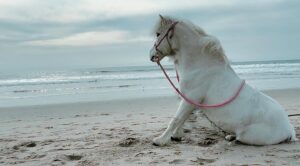 Daryl Hannah Instagram - to New Horizons 

May common sense be more common 
kindness pervasive 
May the viscous insanity 
the slaughter of people, planet 
& other species end 

Wage Peace 
2024 
🕊️✨🌟🌈🤍