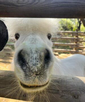 Daryl Hannah Instagram - ❌’s from Romeo 🦄💕