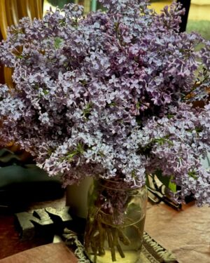 Daryl Hannah Instagram - Lilacs!!!!!
thank you Melanie 💜