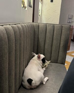 Debbie Garcia Instagram - A night well spent at @feta.mediterranean
Plus points for accommodating staff and a pet friendly establishment. 💙