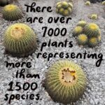 Debbie Millman Instagram – On visiting the Botanical Garden Biology Institute, Univeridad Nacional Autónoma de México, UNAM.