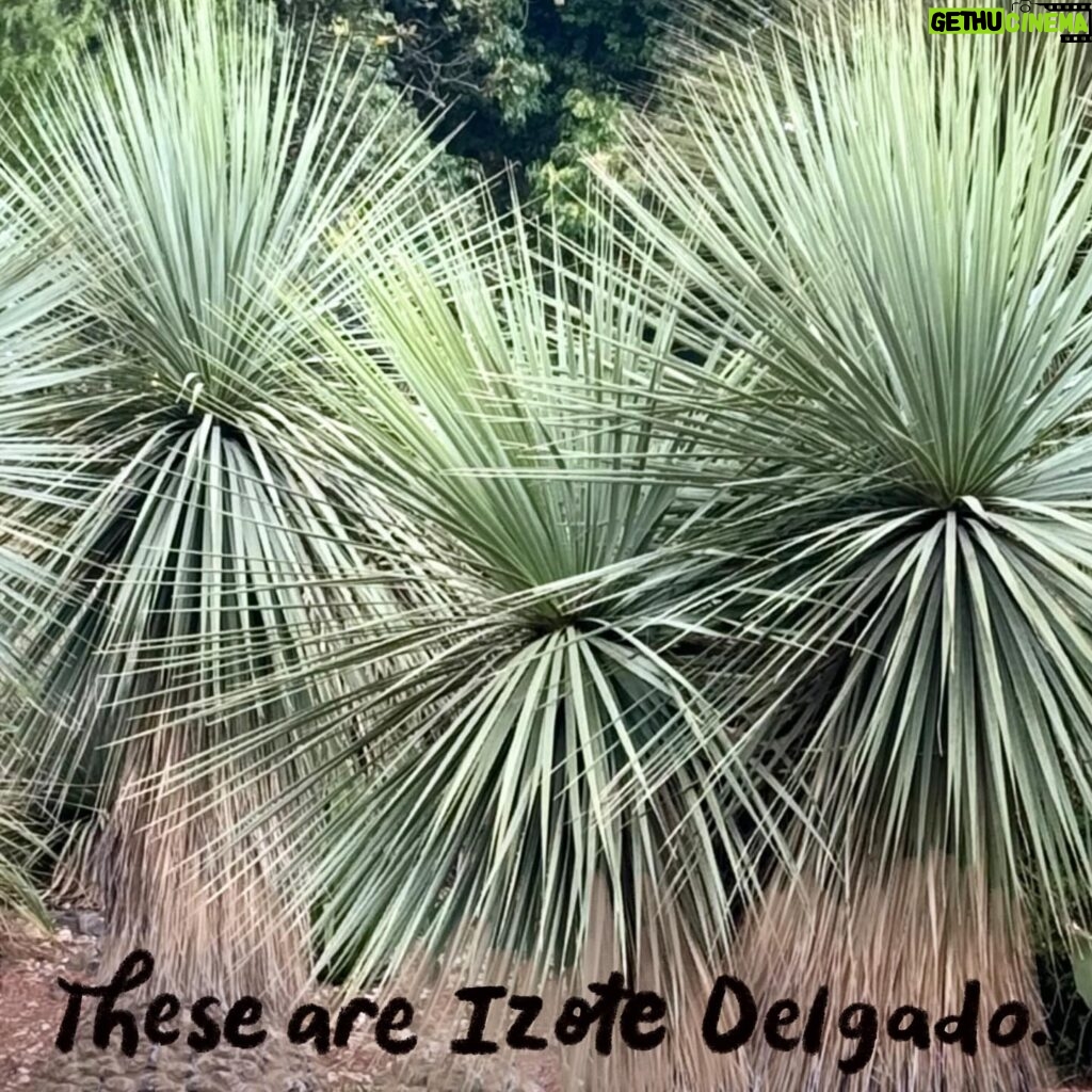 Debbie Millman Instagram - On visiting the Botanical Garden Biology Institute, Univeridad Nacional Autónoma de México, UNAM.
