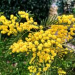 Debi Mazar Instagram – No filter ..winter/spring foliage in Toscana ..It’s a leap day..Feb 29! Husband told me,-
A woman turned 100 today & only had 25 birthdays as of today.. #primavera #olive #happydogs # Lavander #mimosa #cherryblossom #mygarden