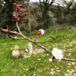 Debi Mazar Instagram – No filter ..winter/spring foliage in Toscana ..It’s a leap day..Feb 29! Husband told me,-
A woman turned 100 today & only had 25 birthdays as of today.. #primavera #olive #happydogs # Lavander #mimosa #cherryblossom #mygarden