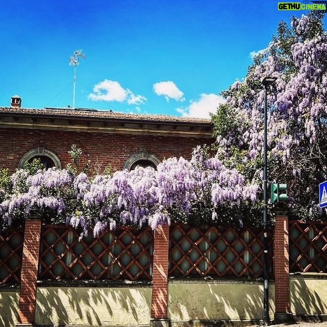 Debi Mazar Instagram - WISTERIA 💜 Italy is exploding with spring and the Wisteria is EVERYWHERE ❣️ I pinch myself with taking in all this beauty! I pull my car over and gaze ,smell ..jump back in and say “ahhhhhh” 💜