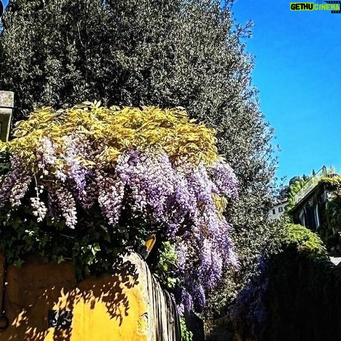 Debi Mazar Instagram - WISTERIA 💜 Italy is exploding with spring and the Wisteria is EVERYWHERE ❣️ I pinch myself with taking in all this beauty! I pull my car over and gaze ,smell ..jump back in and say “ahhhhhh” 💜
