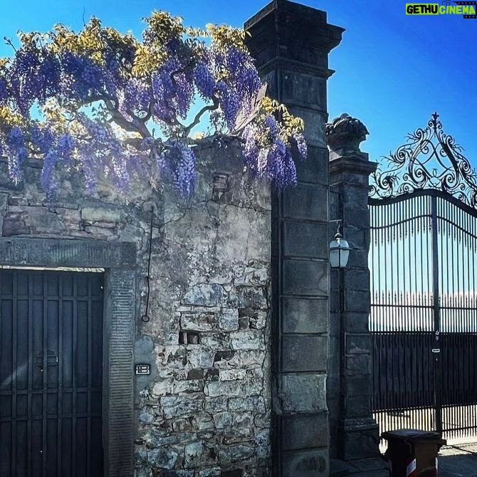 Debi Mazar Instagram - WISTERIA 💜 Italy is exploding with spring and the Wisteria is EVERYWHERE ❣️ I pinch myself with taking in all this beauty! I pull my car over and gaze ,smell ..jump back in and say “ahhhhhh” 💜