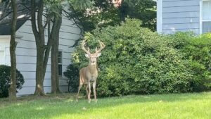 Deborah Twiss Instagram - This guy is REAL!! He reminded me of the Forest Spirit in Princess Mononoke 💥💥💥💥
