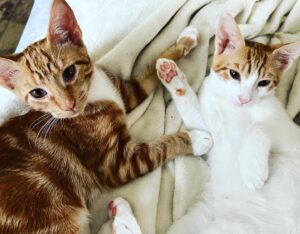 Deborah Twiss Instagram - Cute foster kitties…Jack-Jack & Ellie Mae ❤️❤️❤️