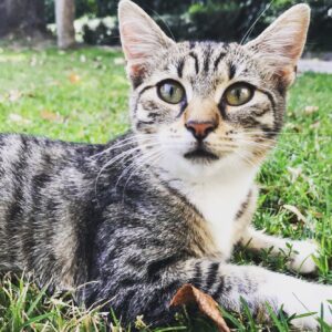 Defne Erşen Instagram - 4 Ekim Dünya hayvanlar günü kutlu olsun ❤️🐾
