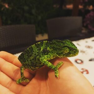 Defne Erşen Instagram - Allahım aşırı tatlı değil mi 🥺 merak etmeyin doğasına saldık yine 💖