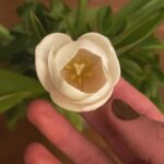 Deniz Barut Instagram - Bile isteye sevmeyi seçtiğimiz ve bunun için emek harcadığımız her bir canlının yanımızda, yolumuzda güçlü ve özgür duruşunu seyretmek paha biçilemez olmalı. Nitekim sevme tanımlarımız, sevince yanan canlarımız, sevince katlandıklarımız diye bahsettiğimiz her bir zorluk sevmeyi bilmemekten mütevellit. Çektiğin her karın ağrısı sevince senin olsun istemenden, sevince sana benzesin istemenden, sevince sana uysun istemenden başlıyor. Sevmek öğrenilebilir, yeniden ve yeniden ve yeniden inşa edilebilir bir emek mücadelesi. Sevelim, bolca, özgürce… İyi ki doğdum…🪷