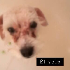 Diana Belmonte Instagram - Hace 2 años Timbal llegó a mi vida
Yo pensaba que estaba rescatando un perrito pero la verdad, él me rescató a mi.
Te amo perrito Timbal, mi amigo y mi bebé
Feliz cumpleaños 
Gracias por escogerme
-
-
-
#dog #perritos #adoptanocompres #adopcion #cumpleañosfeliz #amor #rescatar #bestpicture #instavideo